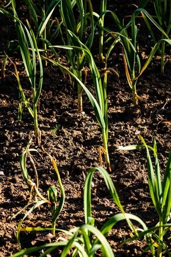 spring onions in the farm