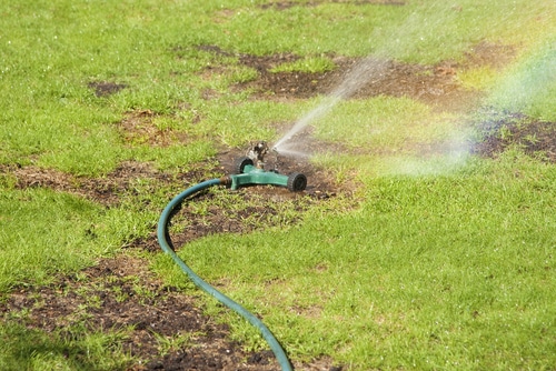 hose watering sprinkler in the yard