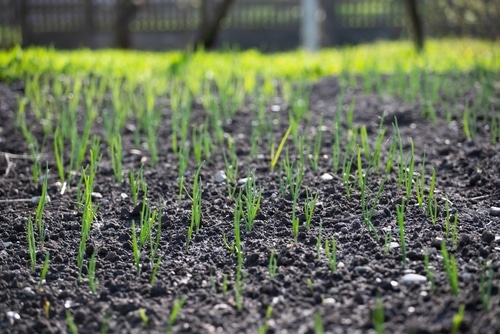 growing onion sprouts planted in wet soil