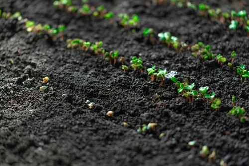 sprouting seedlings on a damp soil