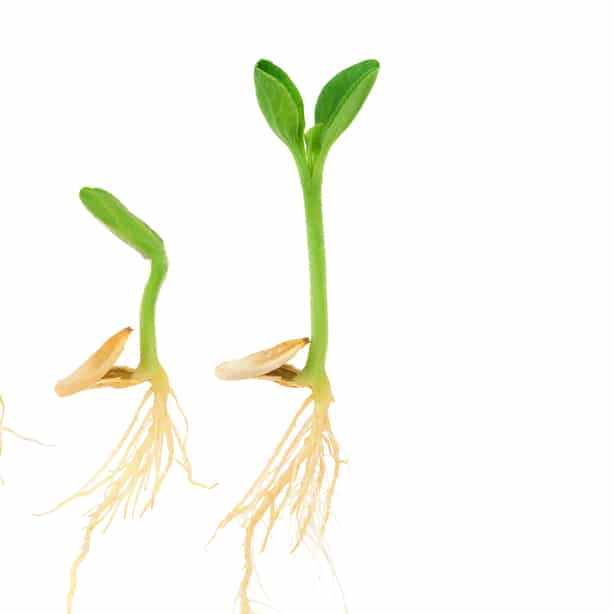 Sprouting During the sprouting phase, it is still relying on the seed for its nutrients