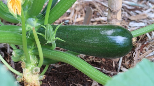 healthy growing squash plant in the garden