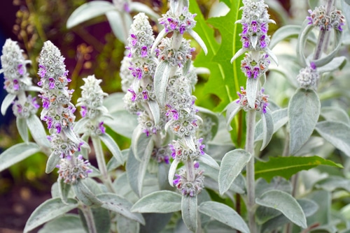 purple flowers of a stachys herb plant