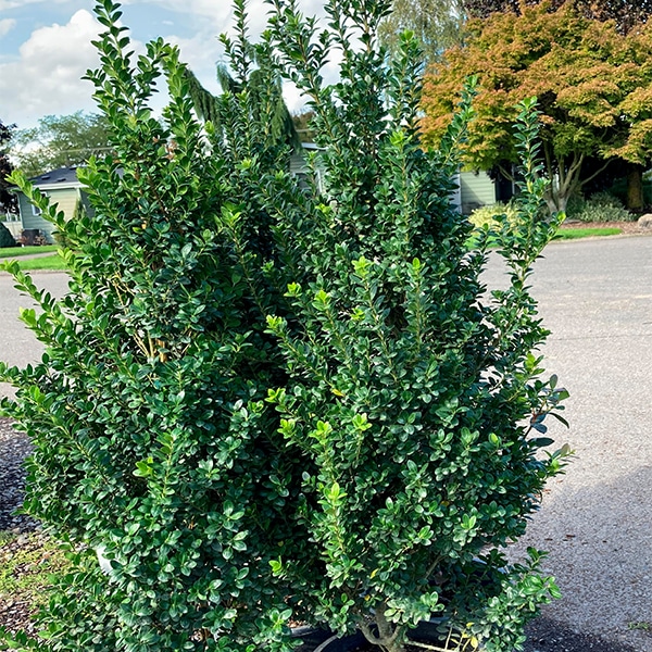 Steeds japanese holly makes a wonderful evergreen shrubbery