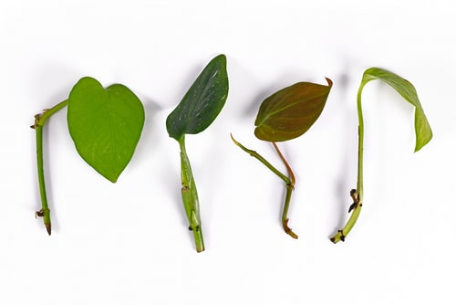 Four stem cuttings from a philodendron plant.