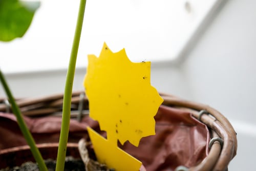 A flower shaped yellow sticky trap for insects.