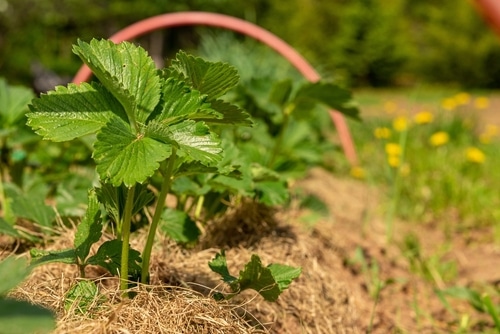 strawberry plants an array of strawberry plants