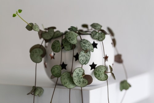 beautiful string hearts plant in a white ceramic plant