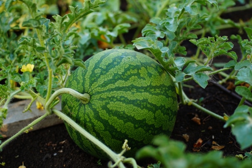 a medium sized striped watermelon