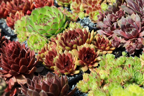 colorful variety of succulent plants