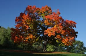 red sugar maple tree