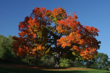 Sugar Maple Growth Rate