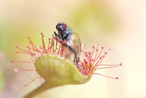 carnivorous sundew eating insect