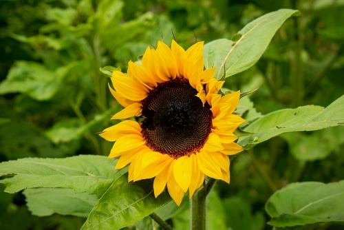 full bloom of beautiful sunflower