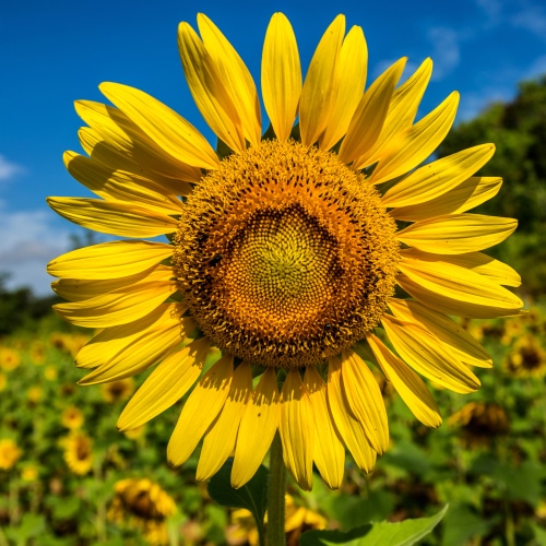 sunflower petals closeup picture of a beautiful sunflower