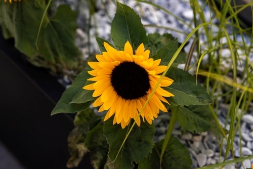 sunflower plant big sunflower found in the garden