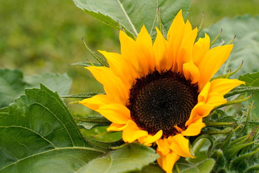 A yellow sunflower sits in focus with its green leaves in the background