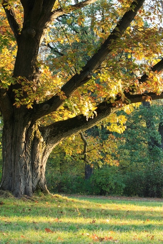 a ray of sunlight hitting the old oak tree