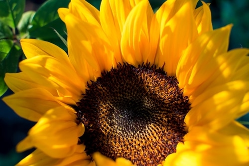 sunshine flower closeup shot of a full bloom sunflower