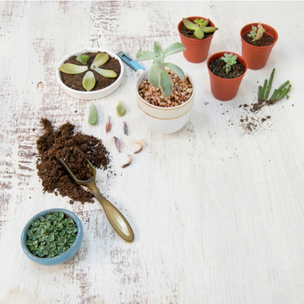 Supplies needed to reproduce succulents include pots, growing media, and cuttings or divisions