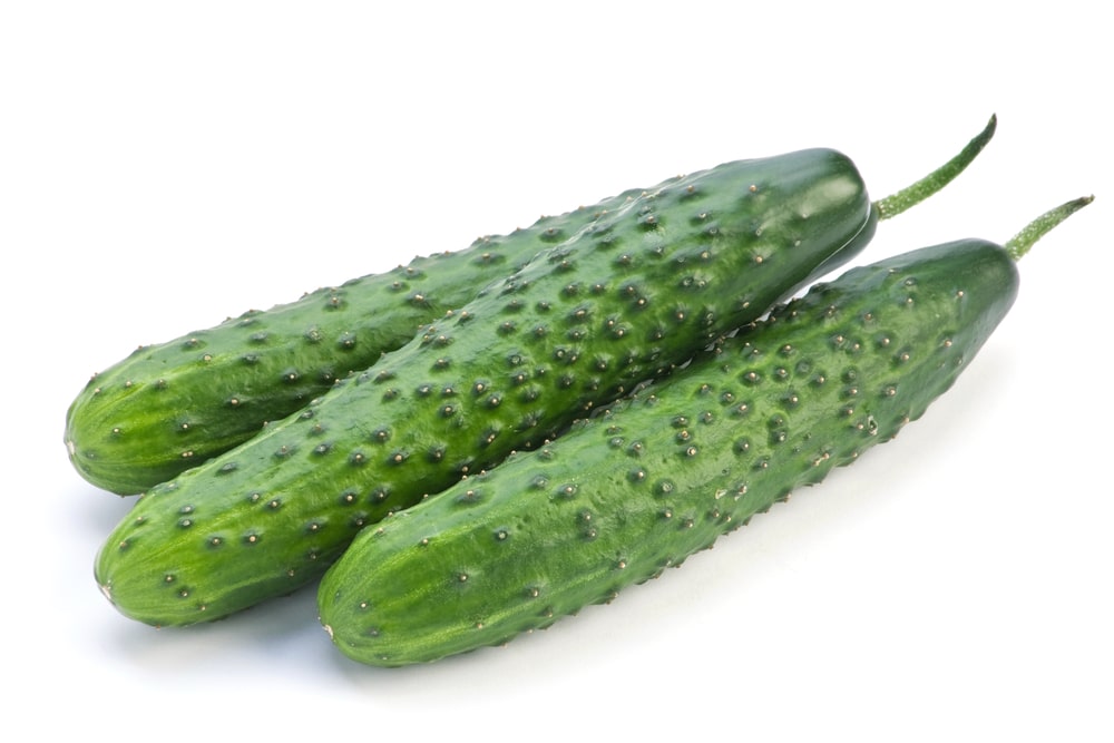 Suyo long type Suyo long cucumbers with its dark green and warty appearance