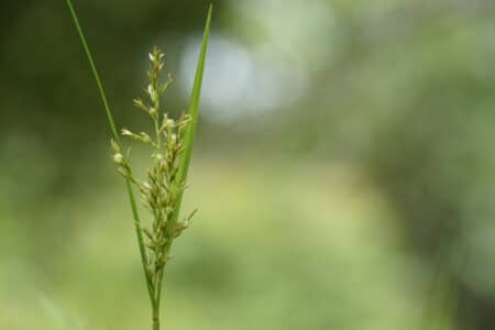 closeup picture of a sweet grass holy