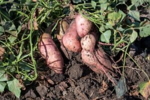 newly harvested sweet potatoes in garden