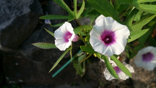 sweet potato flower beautiful white sweet potato flower