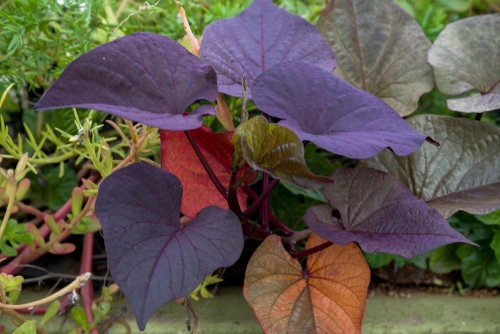 indigo leaves of sweet potato vines