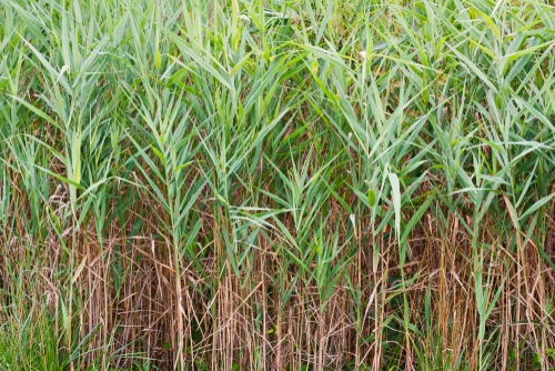 thick bushes of smooth cordgrass