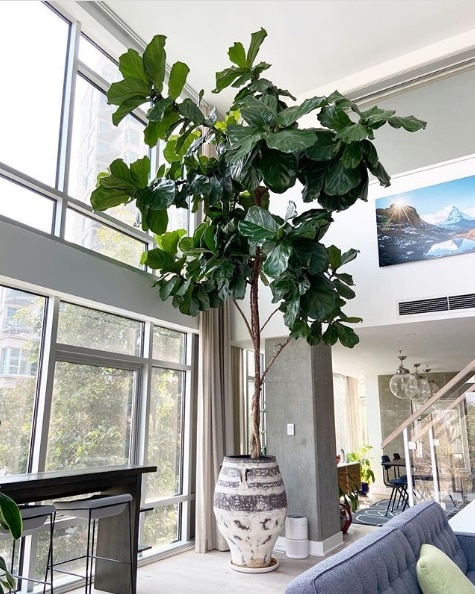 Tall banjo fig tree draws attention to the vertical space of the room