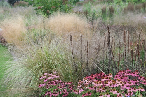 tall grasses with pink flowers