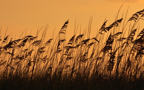 beautiful captured of grasses during sunset