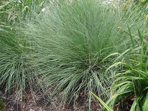 tall grass of bouteloua gracili plant abundantly growing