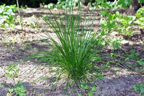 Tall green hairgrass growing freely in the backyard