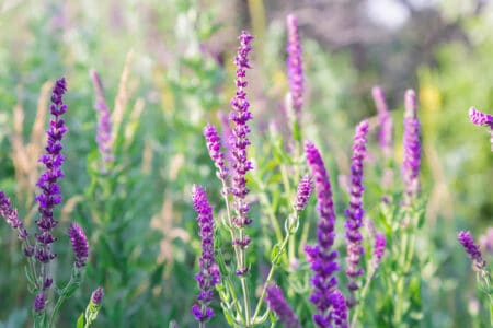 tall salvia purple flowers