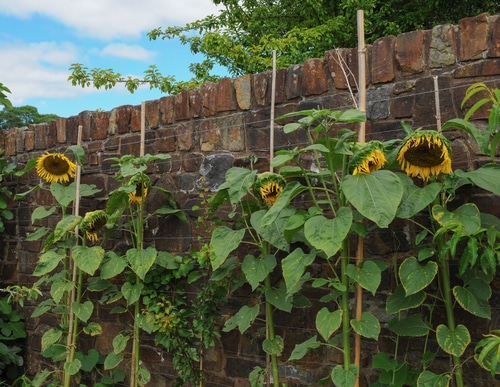 bunch of tall sunflowers starting die