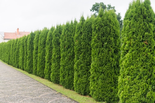 a tall array of thuja trees