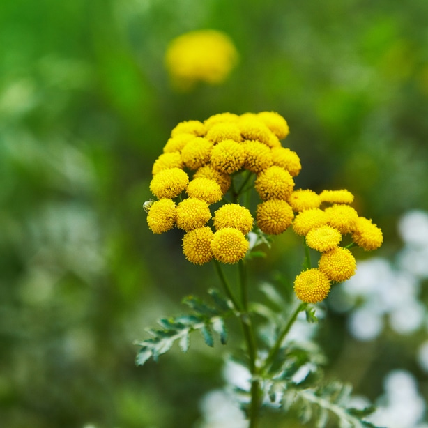 Tansy, used to be a popular culinary herb, but not can be used as an insect deterrent.