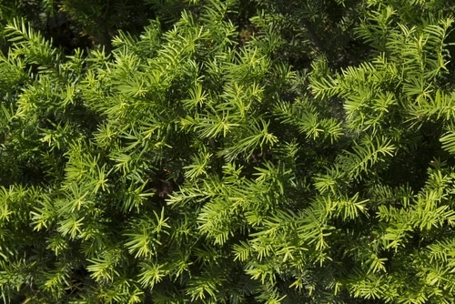 taxus baccata leaves in the garden