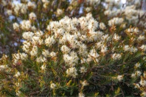 tea tree white flowers