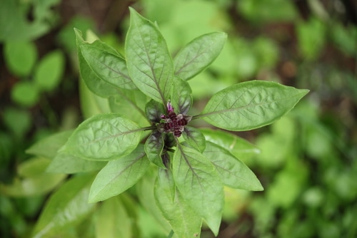 Beautiful and fresh thai basil growing in the garden