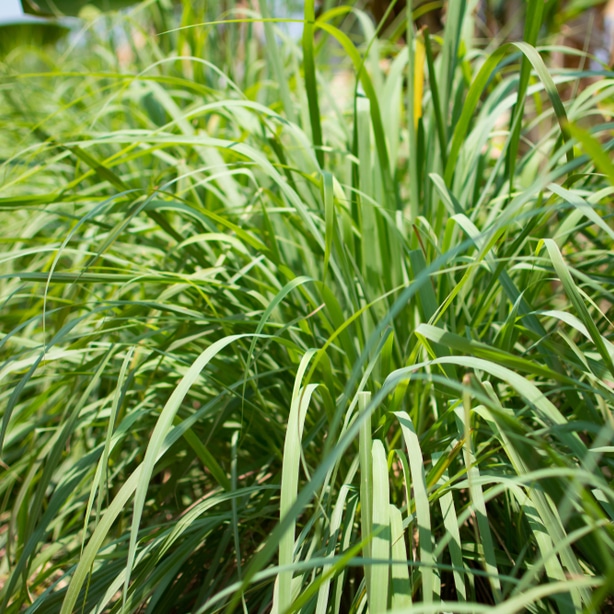 lemon grass is a frequently used herb that is used in thai cuisines