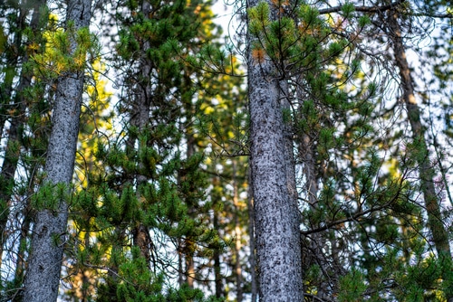 thick pines thick and tall pine trees from in the national park