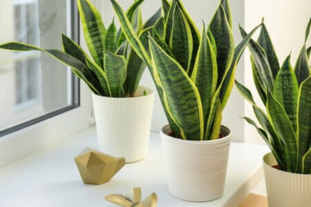 How to Divide Snake Plants
