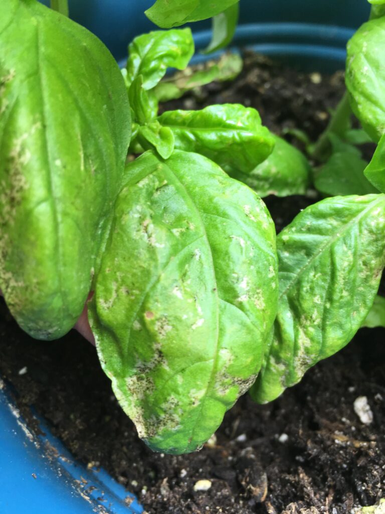 Thrips leaves white spots on basil plants