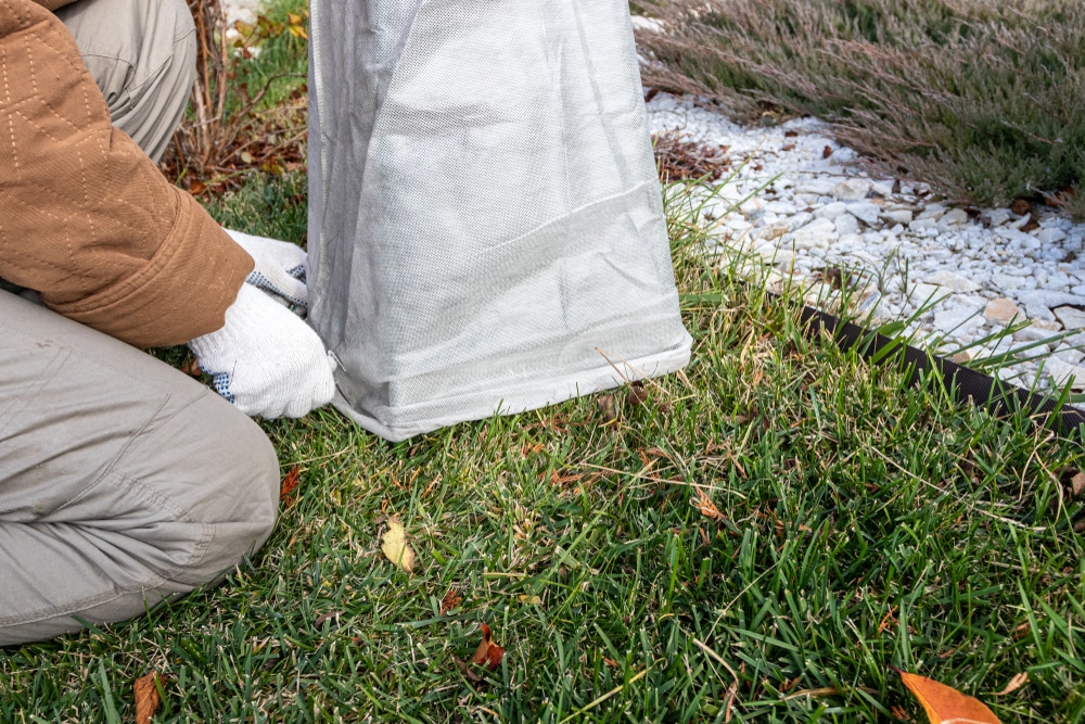Covering thuja with a burlap covering can keep safe from the cold