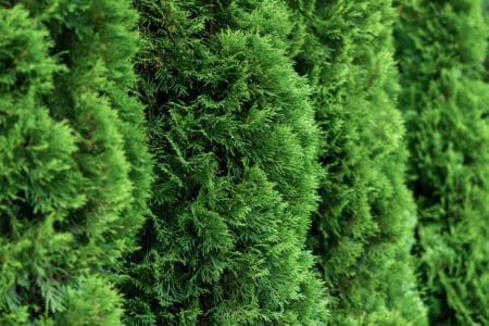 thick and green thuja bushes