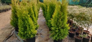 thuja occidentalis pathway guide