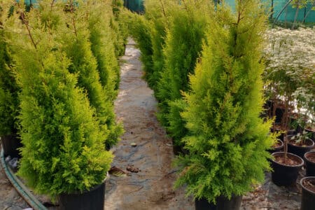 thuja occidentalis pathway guide